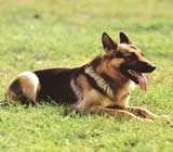 Adestramento de cães em Bertioga