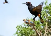 Festival das Aves de Bertioga