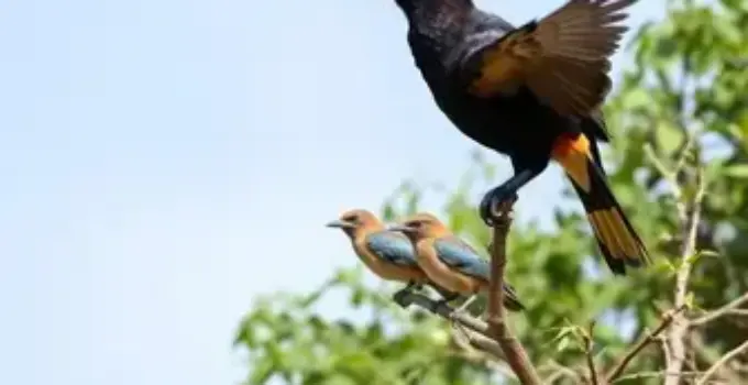 Festival das Aves de Bertioga