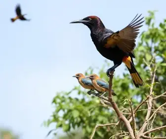 Festival das Aves de Bertioga